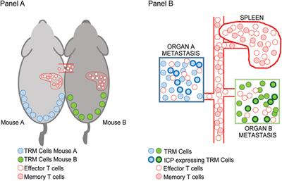 Role of Tissue-Resident Memory in Intra-Tumor Heterogeneity and Response to Immune Checkpoint Blockade